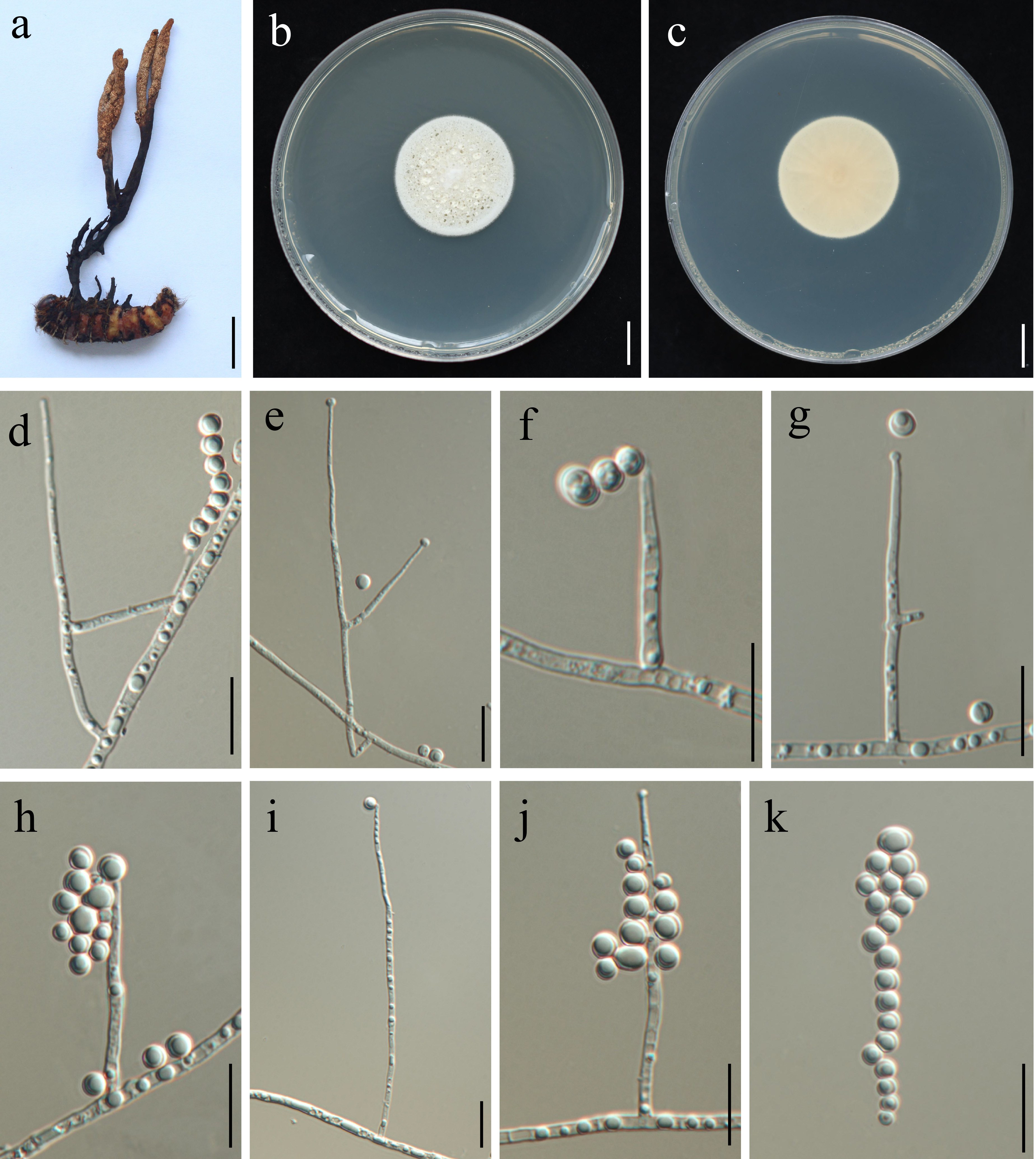Figure 67